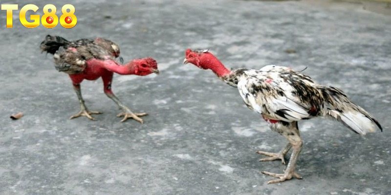 Làm sao để chọn gà đòn là gì khả năng thi đấu vượt trội