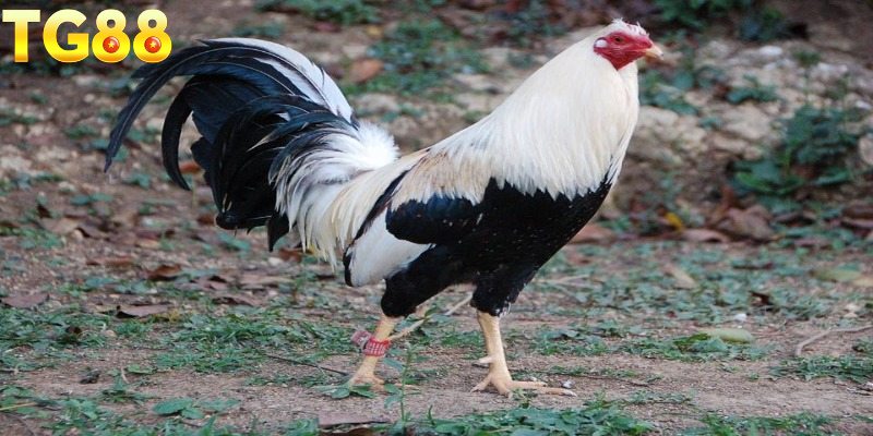 Một vài tips cá cược chiến kê Asil Mỹ thắng bất bại