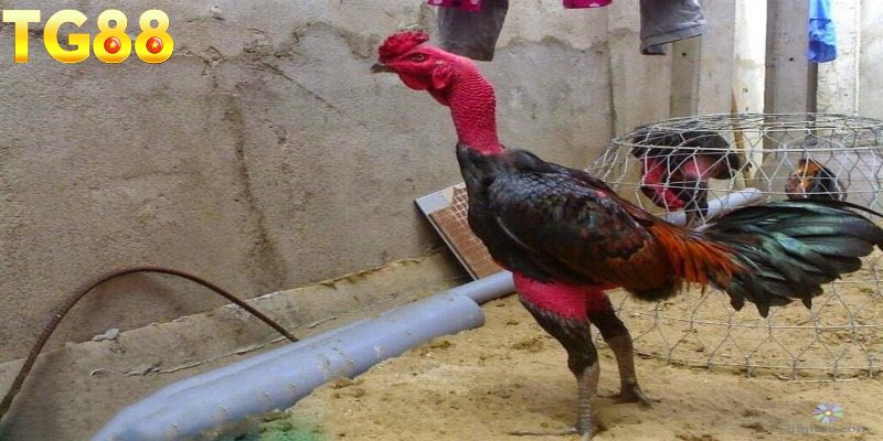 Tổng quan sơ lược về gà đòn là gì