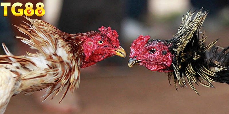 Trải nghiệm đa dạng hình thức đá gà hấp dẫn tại nhà cái